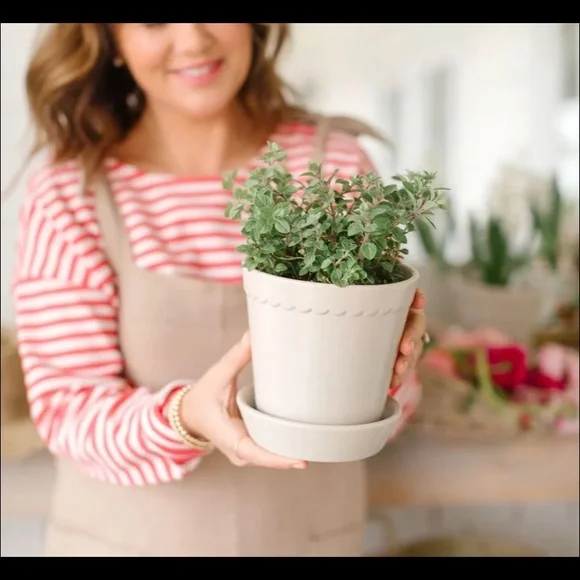 Jilly ❤️ Box Plant 🪴 Items - Picture 2 of 4